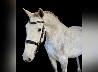 Irish Sport Horse, Wallach, 4 Jahre, 165 cm, Schimmel