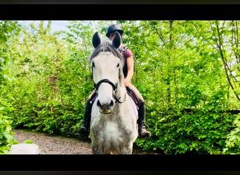 Irish Sport Horse, Wallach, 4 Jahre, 165 cm, Schimmel