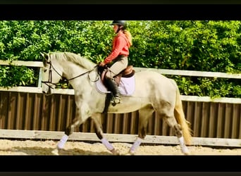 Irish Sport Horse, Wallach, 4 Jahre, 165 cm, Schimmel