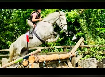 Irish Sport Horse, Wallach, 4 Jahre, 165 cm, Schimmel