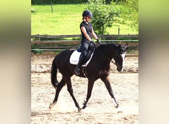 Irländsk sporthäst, Valack, 4 år, 165 cm, Rökfärgad svart