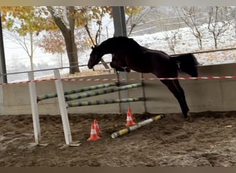 Irländsk sporthäst, Valack, 4 år, 166 cm, Brun