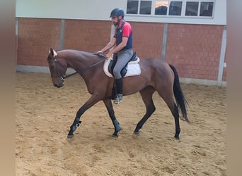 Irländsk sporthäst, Valack, 4 år, 167 cm, Brun