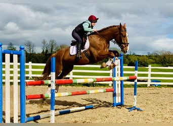 Irländsk sporthäst, Valack, 4 år, 168 cm, fux