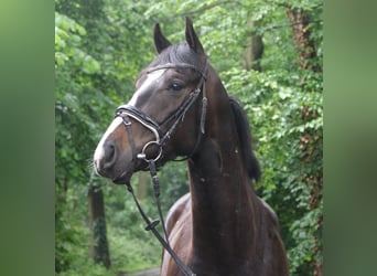 Irländsk sporthäst, Valack, 4 år, 168 cm, Rökfärgad svart