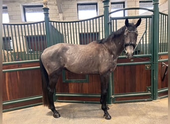 Irländsk sporthäst, Valack, 4 år, 170 cm, Grå