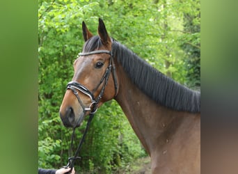 Irländsk sporthäst, Valack, 5 år, 160 cm, Brun