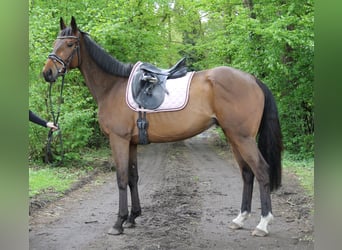Irländsk sporthäst, Valack, 5 år, 160 cm, Brun