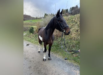 Irländsk sporthäst Blandning, Valack, 5 år, 161 cm, Pinto