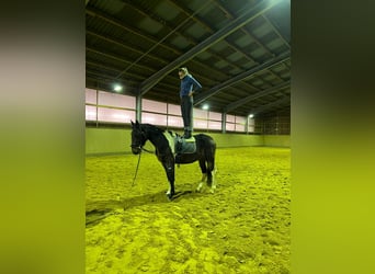 Irländsk sporthäst Blandning, Valack, 5 år, 161 cm, Pinto