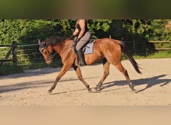 Irländsk sporthäst, Valack, 5 år, 165 cm, Brun