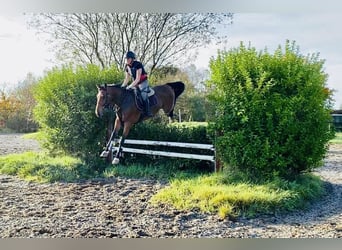 Irländsk sporthäst, Valack, 5 år, 165 cm, Brun