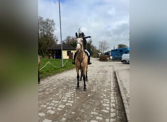 Irländsk sporthäst, Valack, 5 år, 168 cm, Black