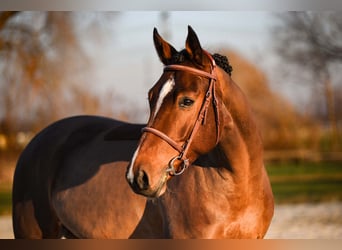 Irländsk sporthäst, Valack, 5 år, 168 cm, Brun