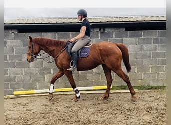 Irländsk sporthäst, Valack, 5 år, 168 cm, Fux