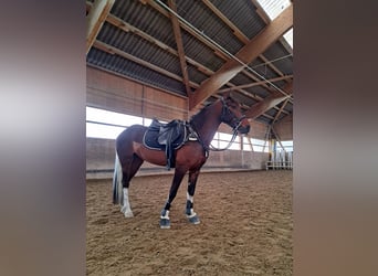 Irländsk sporthäst, Valack, 6 år, 144 cm, Pinto