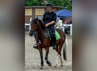 Irländsk sporthäst, Valack, 6 år, 144 cm, Pinto