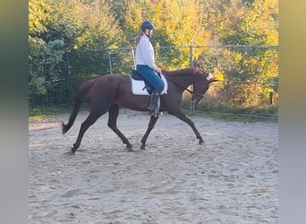 Irish Sport Horse, Wallach, 6 Jahre, 162 cm, Dunkelfuchs