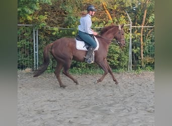 Irish Sport Horse, Wallach, 6 Jahre, 162 cm, Dunkelfuchs