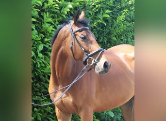 Irländsk sporthäst, Valack, 6 år, 164 cm, Brun