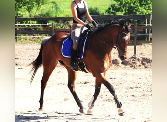 Irländsk sporthäst, Valack, 6 år, 164 cm, Brun
