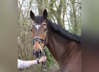 Irländsk sporthäst, Valack, 6 år, 165 cm, Brun