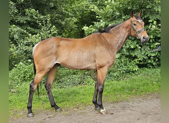 Irländsk sporthäst, Valack, 6 år, 165 cm, Brunskimmel