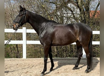 Irländsk sporthäst, Valack, 6 år, 165 cm, Mörkbrun