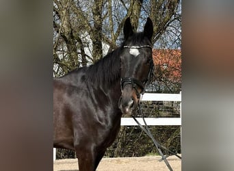 Irländsk sporthäst, Valack, 6 år, 165 cm, Mörkbrun