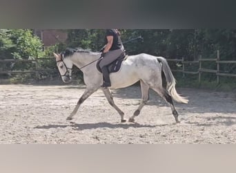 Irländsk sporthäst, Valack, 6 år, 168 cm, Gråskimmel