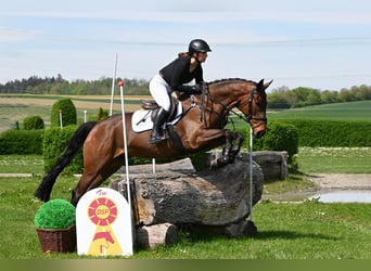 Irländsk sporthäst, Valack, 6 år, 170 cm, Brun