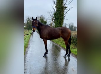 Irländsk sporthäst, Valack, 7 år, 158 cm, Brun
