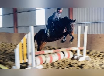 Irländsk sporthäst, Valack, 7 år, 170 cm, Brun