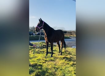 Irländsk sporthäst, Valack, 7 år, 170 cm, Brun