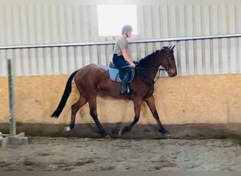 Irländsk sporthäst, Valack, 7 år, 173 cm, Brun