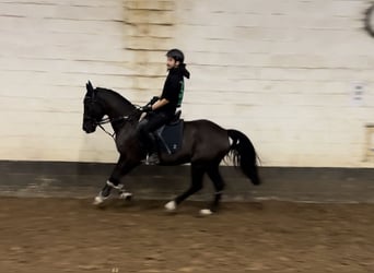 Irländsk sporthäst, Valack, 9 år, 155 cm, Svart