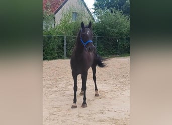 Irländsk sporthäst, Valack, 9 år, 158 cm, Svart