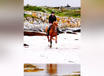 Irländsk sporthäst, Valack, 9 år, 163 cm, Fux