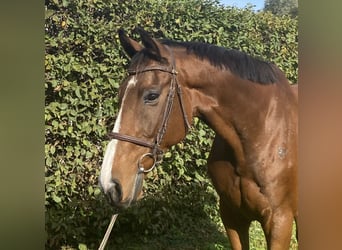 Irländsk sporthäst, Valack, 9 år, 172 cm, Brun