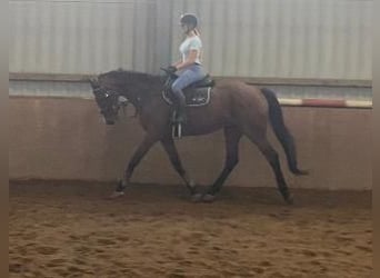 Irländsk sporthäst, Valack, 9 år, 172 cm, Brun