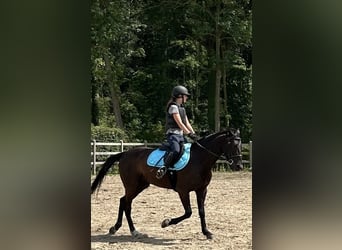 Irländskt fullblod, Valack, 11 år, 158 cm, Svart