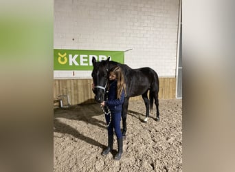 Irländskt fullblod, Valack, 11 år, 158 cm, Svart