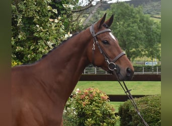 Irländskt fullblod, Valack, 5 år, 161 cm, Brun