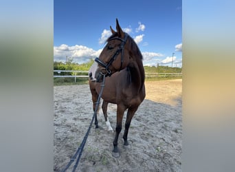 Irländskt fullblod, Valack, 5 år, 163 cm, Brun