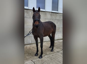 Irländskt fullblod, Valack, 5 år, 165 cm, Mörkbrun