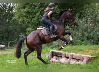 Irländskt fullblod, Valack, 5 år, 170 cm, Mörkbrun