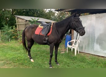 Irländskt fullblod, Valack, 6 år, 160 cm, Mörkbrun