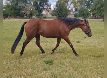 Irländskt fullblod, Valack, 6 år, 163 cm, Brun