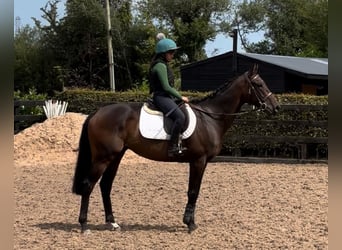 Irländskt fullblod, Valack, 6 år, 165 cm, Mörkbrun