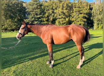 Irländskt fullblod, Valack, 8 år, 162 cm, Brun